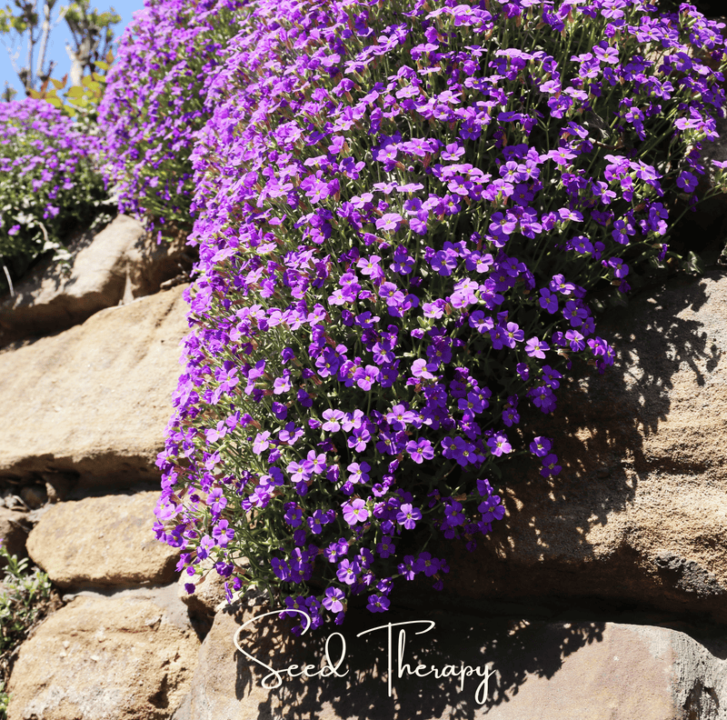 Load image into Gallery viewer, Purple Rockcress – 250 Seeds
