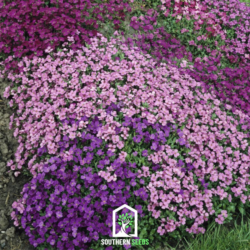 Load image into Gallery viewer, Royal Rockcress Mix – 100 Seeds
