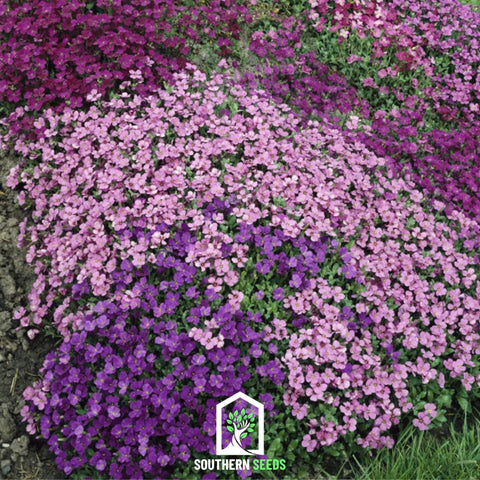 Royal Rockcress Mix – 100 Seeds, additional product view 2