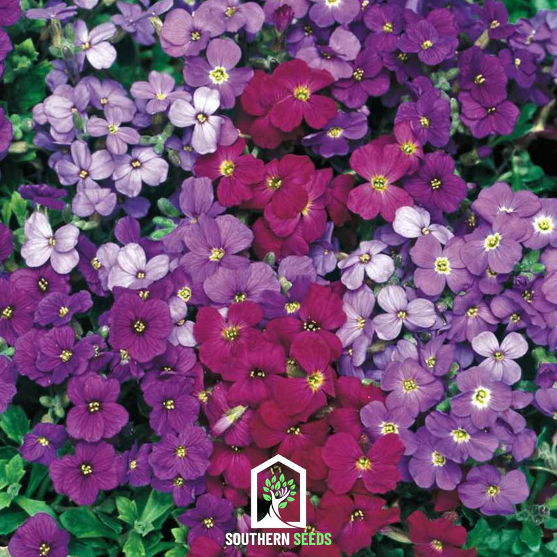 Load image into Gallery viewer, Royal Rockcress Mix – 100 Seeds
