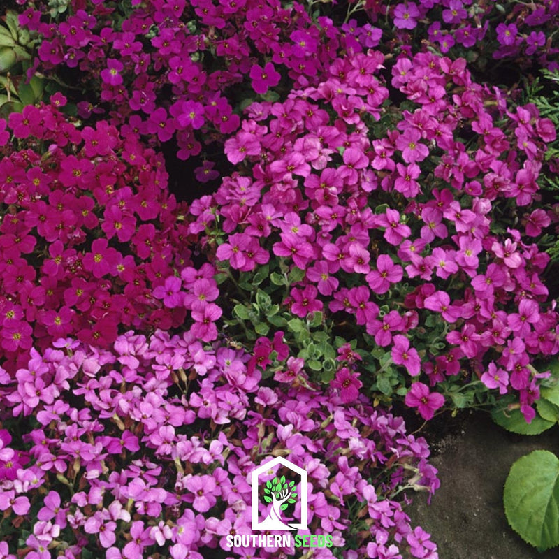 Load image into Gallery viewer, Royal Rockcress Mix – 100 Seeds

