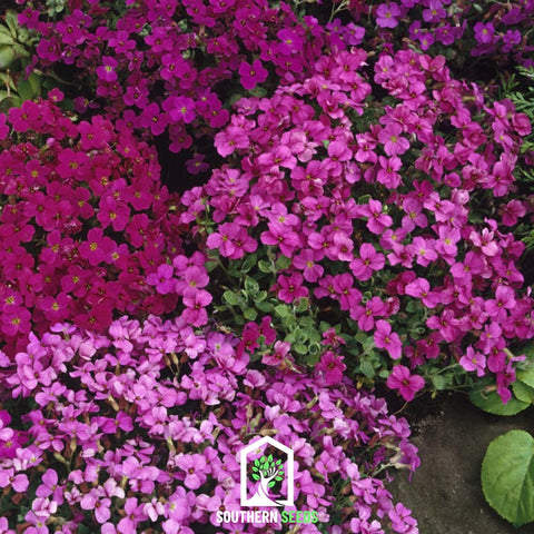Royal Rockcress Mix 100 Seeds