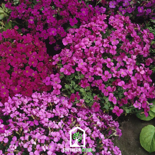 Royal Rockcress Mix – 100 Seeds