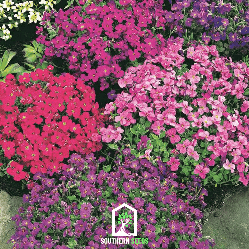 Load image into Gallery viewer, Royal Rockcress Mix – 100 Seeds
