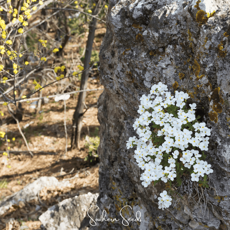 Load image into Gallery viewer, White Rockcress – 250 Seeds
