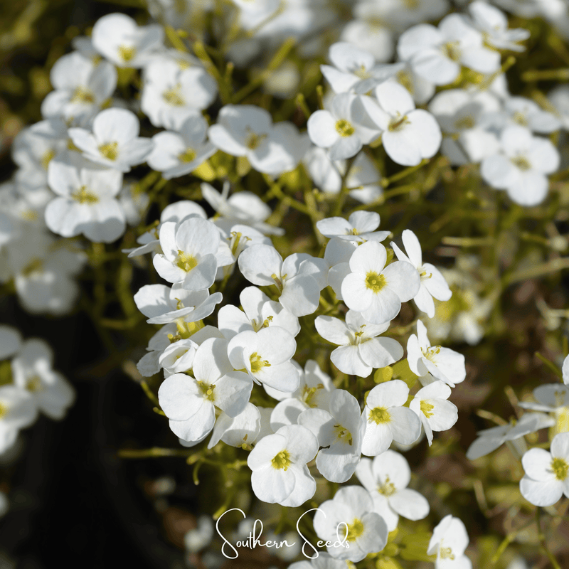 Load image into Gallery viewer, White Rockcress – 250 Seeds
