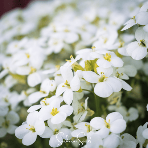 White Rockcress – 250 Seeds, additional product view 2