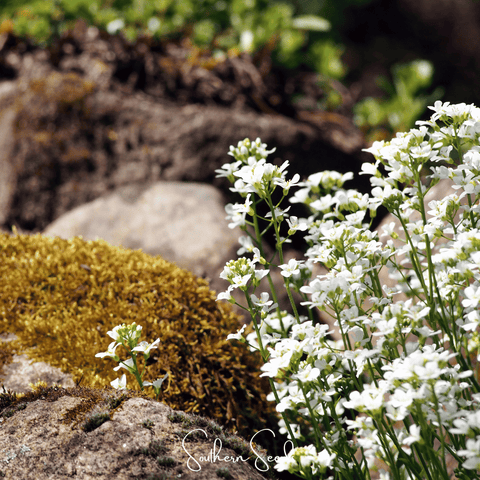 White Rockcress 250 Seeds