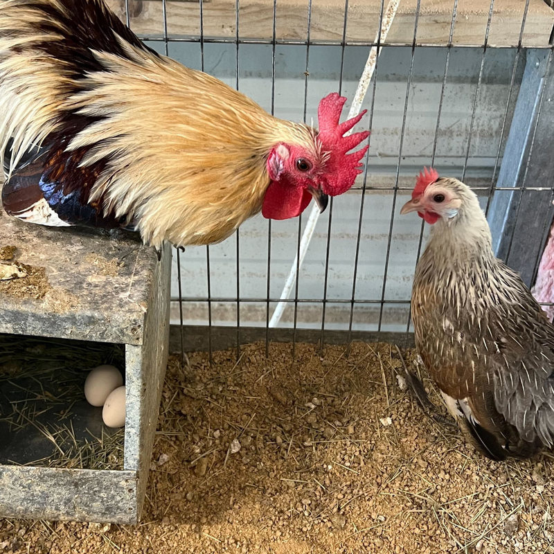 Load image into Gallery viewer, 6 Rare Serama Bantam Hatching Eggs – World’s Smallest Chicken – Fertile &amp; Freshly Collected

