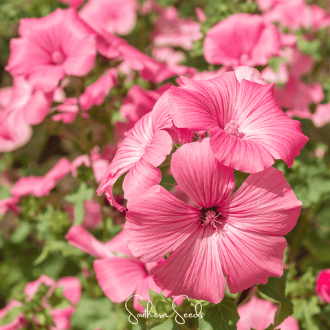Loveliness Rose Mallow 50 Seeds