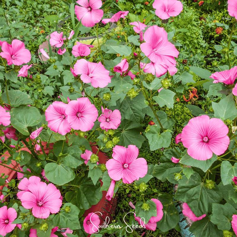 Load image into Gallery viewer, Loveliness Rose Mallow – 50 Seeds
