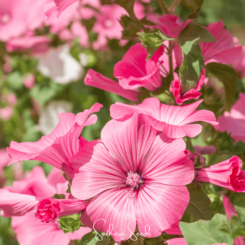 Load image into Gallery viewer, Loveliness Rose Mallow – 50 Seeds
