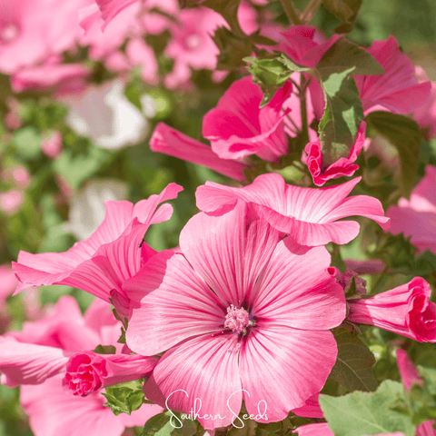 Loveliness Rose Mallow – 50 Seeds, additional product view 2