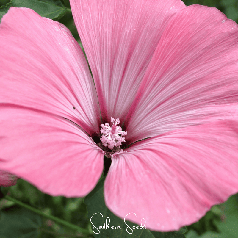 Load image into Gallery viewer, Loveliness Rose Mallow – 50 Seeds

