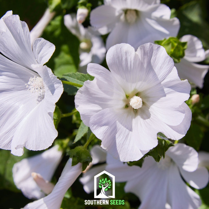 Load image into Gallery viewer, Rose Mallow Mix – 50 Seeds
