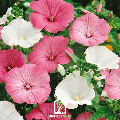 Rose Mallow Mix 50 Seeds
