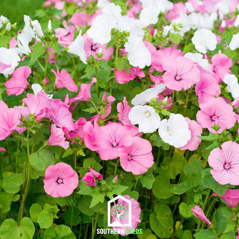 Rose Mallow Mix – 50 Seeds, additional product view 2