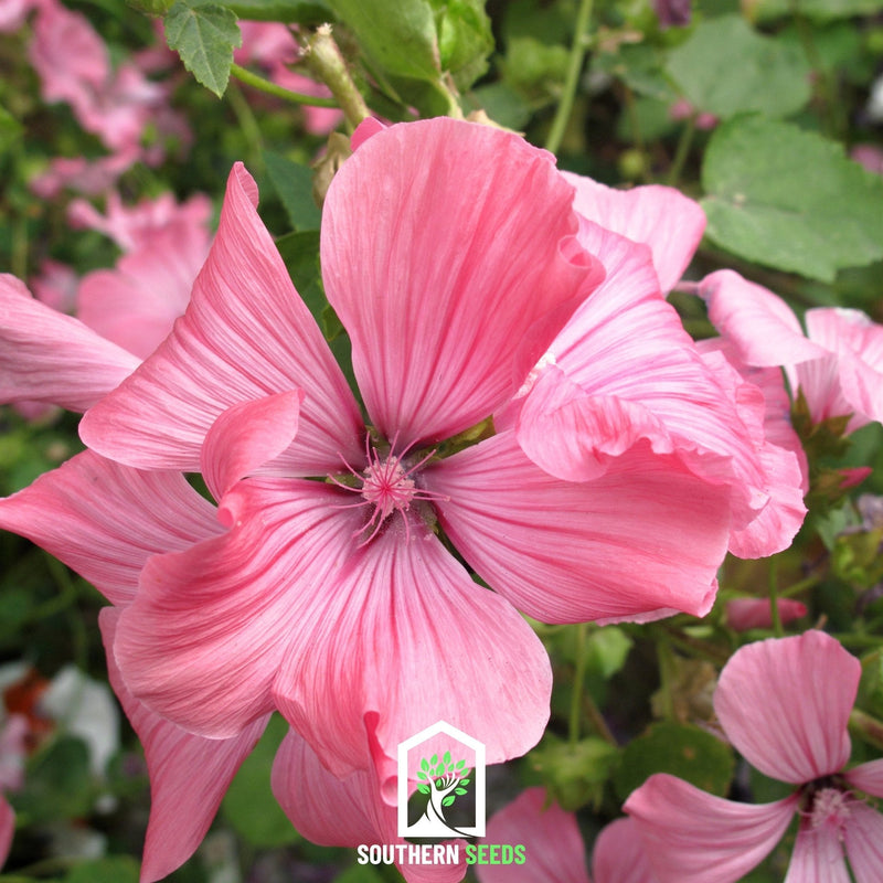 Load image into Gallery viewer, Rose Mallow Mix – 50 Seeds
