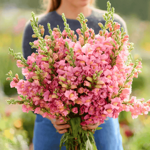 Rose Snapdragon 200 Seeds