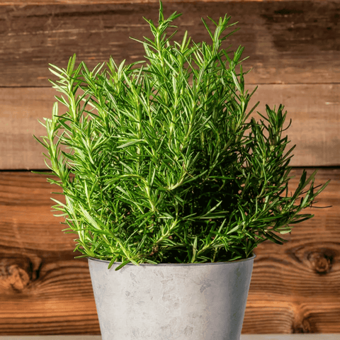 Rosemary seeds package, 50 count, GrowTime Garden Supply
