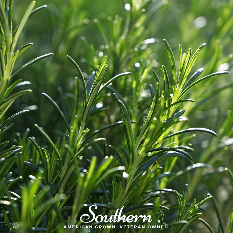 Load image into Gallery viewer, Rosemary – 50 Seeds
