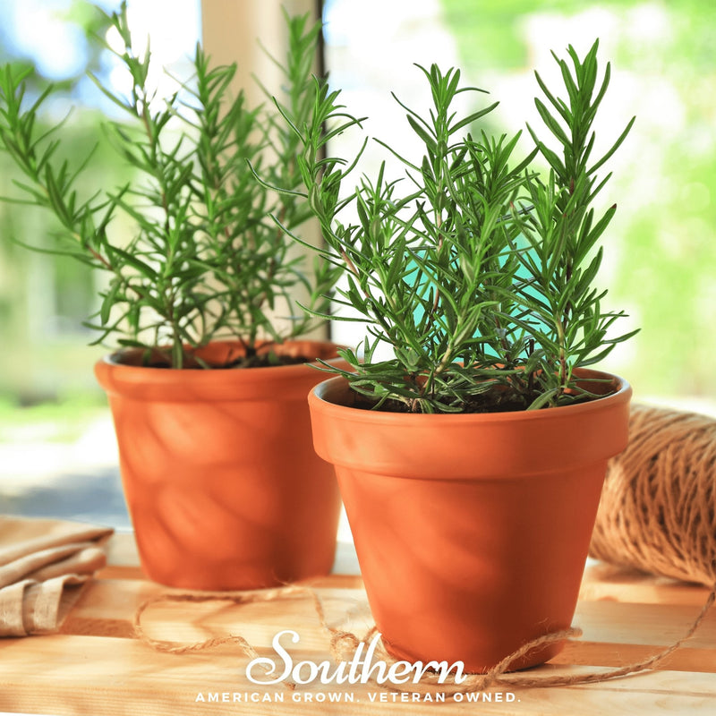 Load image into Gallery viewer, Rosemary – 50 Seeds
