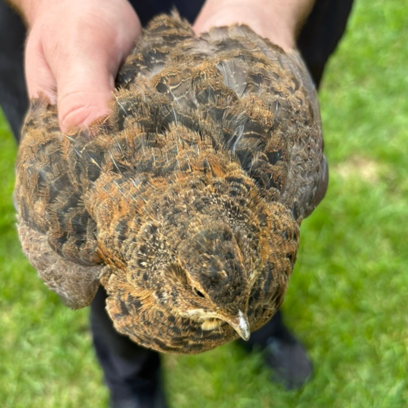 Load image into Gallery viewer, Midnight Velvet Quail Hatching Eggs – Premium Tibetan &amp; Rosetta Coturnix Breeding Stock, additional product view 8
