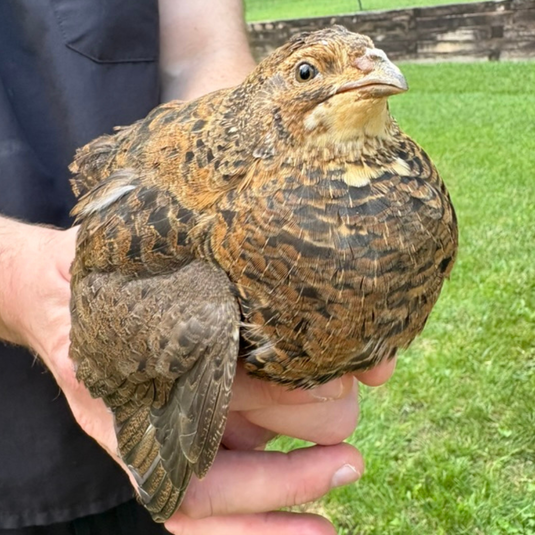 Midnight Velvet Quail Hatching Eggs – Premium Tibetan & Rosetta Coturnix Breeding Stock, additional product view 7