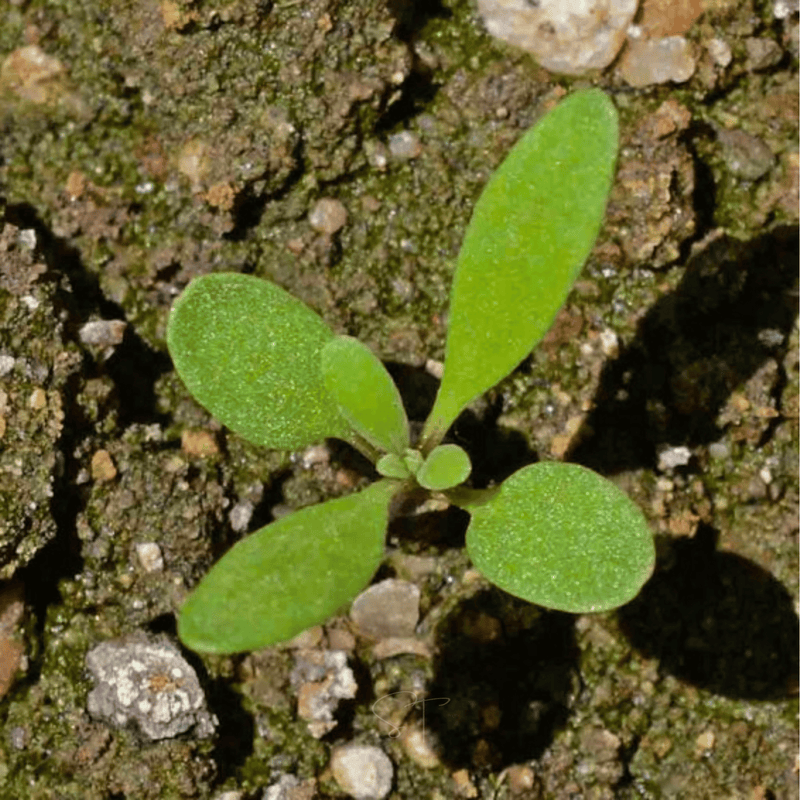 Load image into Gallery viewer, Royal Carpet Alyssum – 100 Seeds
