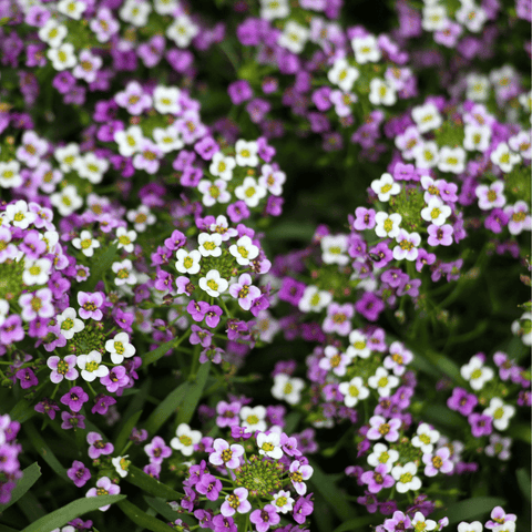 Royal Carpet Alyssum – 100 Seeds, additional product view 2