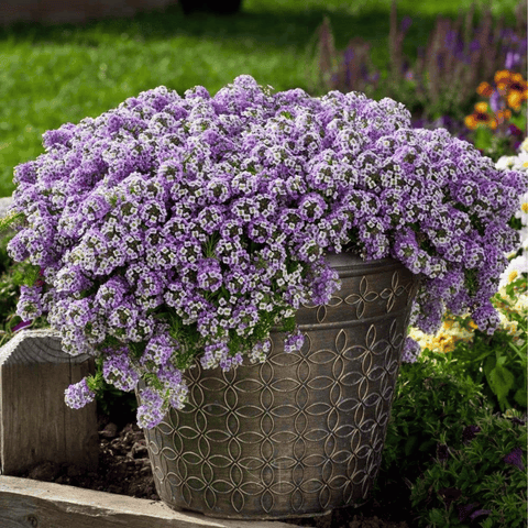 Royal Carpet Alyssum 100 Seeds