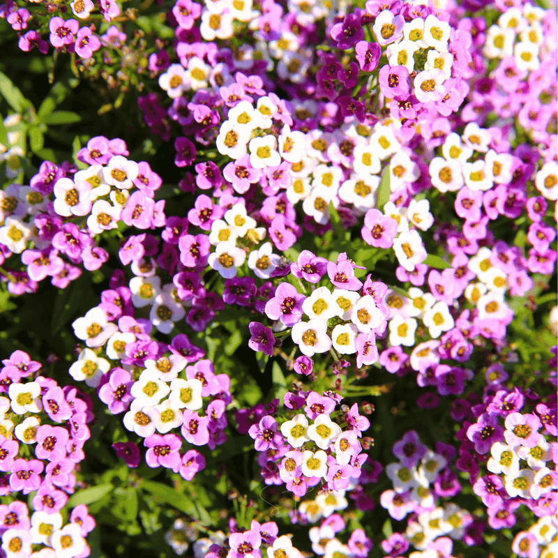 Load image into Gallery viewer, Royal Carpet Alyssum – 100 Seeds
