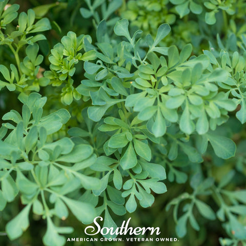 Rue – 100 Seeds, additional product view 2