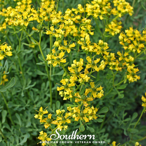 Rue 100 Seeds
