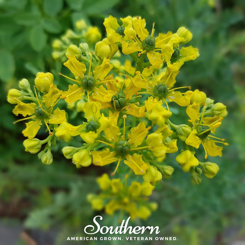 Load image into Gallery viewer, Rue – 100 Seeds
