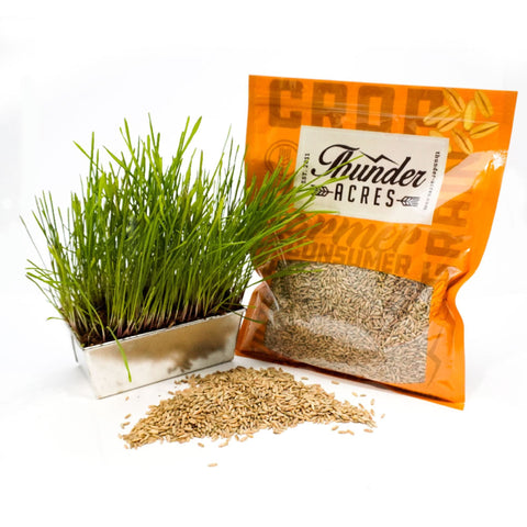 Certified organic non-GMO winter rye cover crop seed.
