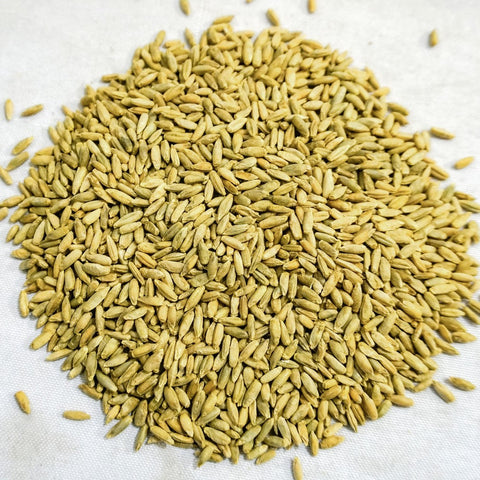 Organic Winter Rye Seeds, Non-GMO, additional product view 2