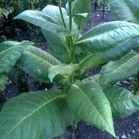 Burley Tobacco seeds package, 1000 count, GrowTime Garden Supply