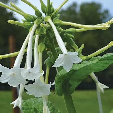 Tobacco Seed Collection package, 5 varieties, GrowTime Garden Supply