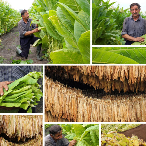 Burley Tobacco Seeds 1500 Count TN90 Variety Nicotiana Tabacum Tennessee Grown