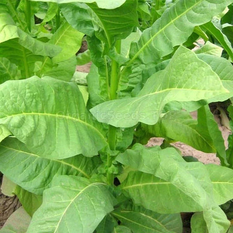 Havana Z299 heirloom tobacco seeds package, 1000 count, GrowTime Garden Supply