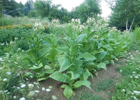 Black Mammoth Tobacco seeds package, 1000 count, GrowTime Garden Supply
