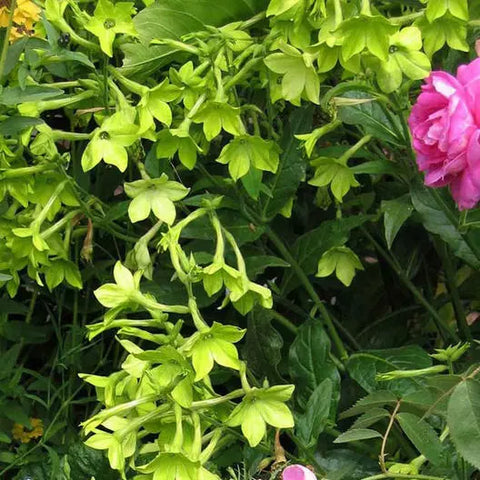 Lime Green tobacco flower seeds package, 500 count, GrowTime Garden Supply