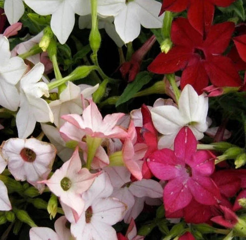 Sensation Jasmine tobacco seed mix package, 1000 count, GrowTime Garden Supply