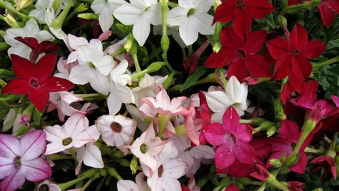 Tobacco Jasmine seeds package, 1000 count, GrowTime Garden Supply