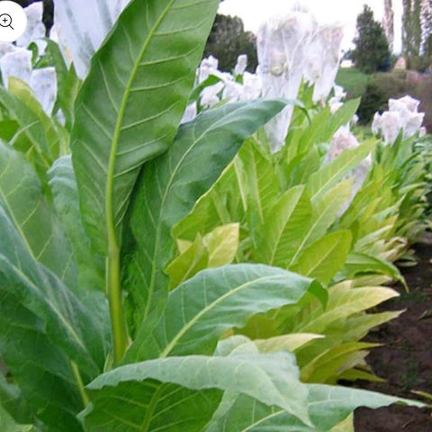 Golden Burley Tobacco Seeds 1000+ Heirloom Organic Seeds Nicotiana tabacum