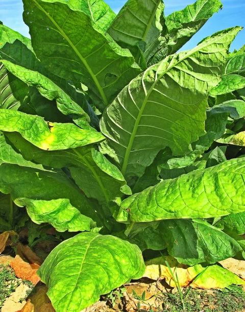 Organic Havana Gold tobacco seeds package, 100 count, GrowTime Garden Supply