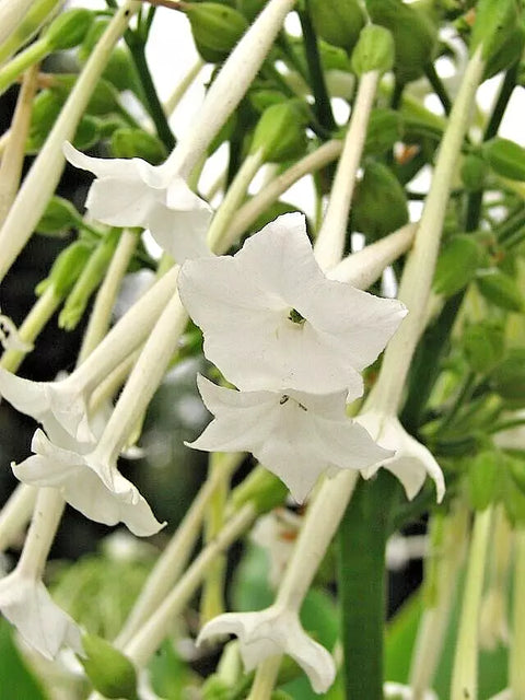 White flowering tobacco seeds package, 550 count, GrowTime Garden Supply