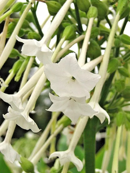 Flowering Tobacco Seeds 550, White Long Tubular Flowers, Nicotiana sylvestris