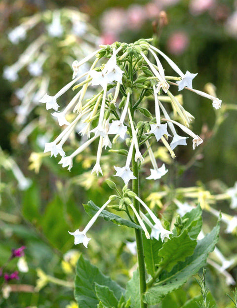 White Jasmine flowering tobacco seeds package, 1500 count, GrowTime Garden Supply